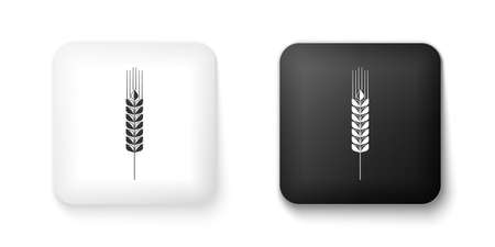 Black and white Cereals icon set with rice, wheat, corn, oats, rye, barley icon isolated on white background. Ears of wheat bread symbols. Agriculture wheat. Square button. Vectorのイラスト素材