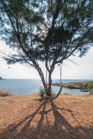 Tree and Swing の写真素材
