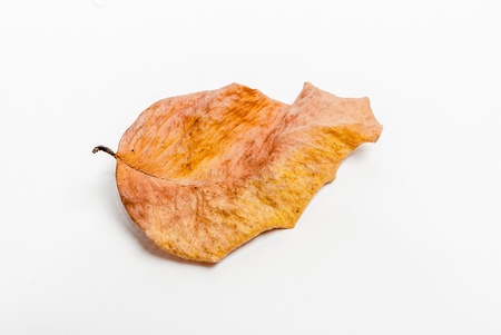 Yellow Leaf from Thailandの写真素材