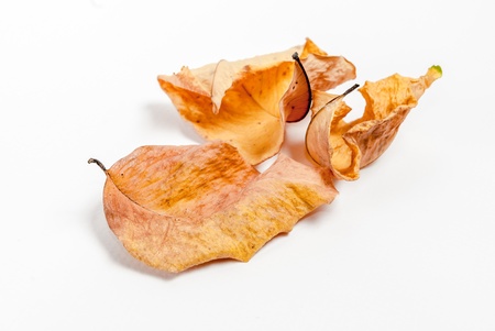Yellow Leaf from Thailand