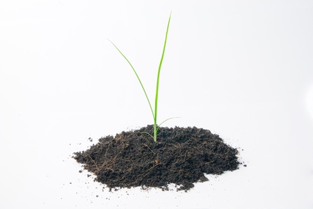 grassの写真素材