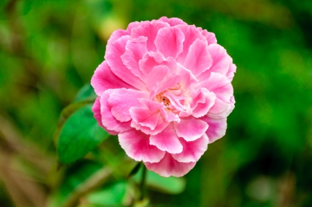 Beautiful rose close-up  
の写真素材
