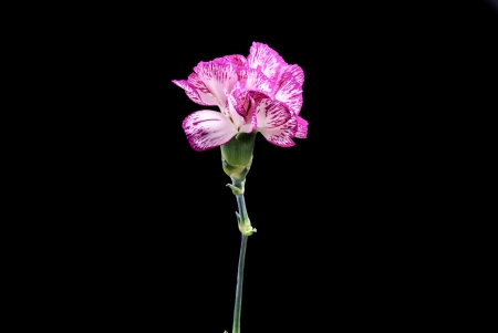 carnation flowers with the black backgroundの写真素材