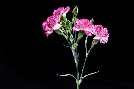 carnation flowers with the black backgroundの写真素材