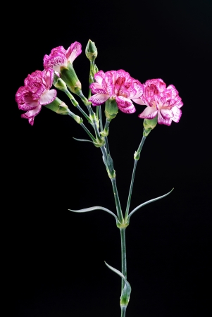 carnation flowers with the black backgroundの写真素材