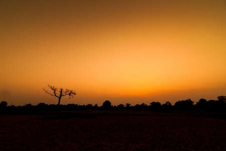 Black silhouette of a tree taken at sunset. The light is beautiful.の写真素材