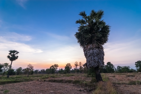 Palmyra Palm (Borassus flabellifer Linn) and sunset. The older I noticed that there are multiple layers of palm leaf.の写真素材