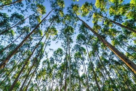 the eucalyptus forestsの写真素材