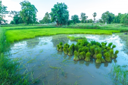 Seedlings of rice growing  By getting enough water の写真素材