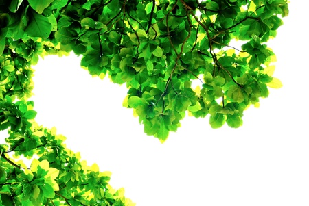 panoramic Green leaves on white background 