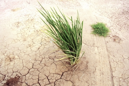 The crack of a dry climate and lack of water                                 の写真素材