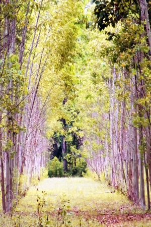 This picture taken in the eucalyptus forests are very high up in the box to the line of sight, and the eucalyptus is a strange angle の写真素材