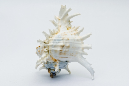 Seashell on the white background