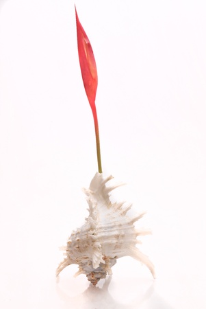 Seashell with Red Flower on the white backgroundの写真素材