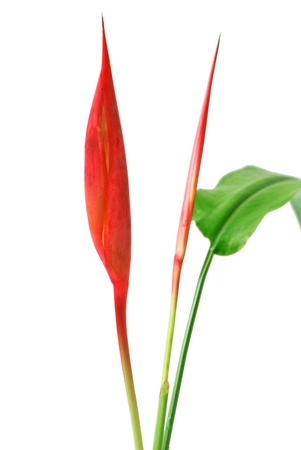 Red Orchid on the white backgroundの写真素材
