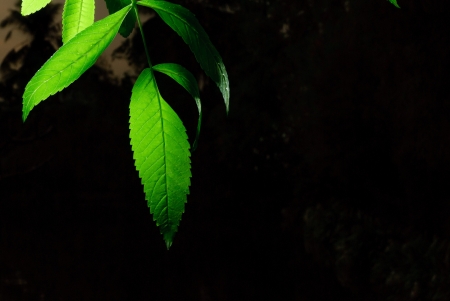 leaf and lightの写真素材