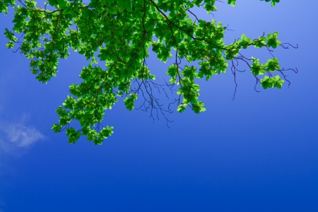 leaf and lightの写真素材