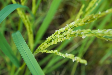 paddy rice field の写真素材