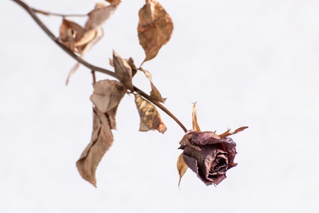 Close up of withered rose の写真素材