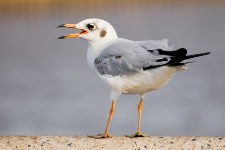 An image of a beautiful seagull in the bright sky の写真素材