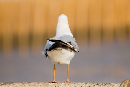 An image of a beautiful seagull in the bright sky の写真素材