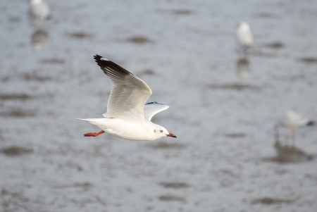An image of a beautiful seagull in the bright sky の写真素材