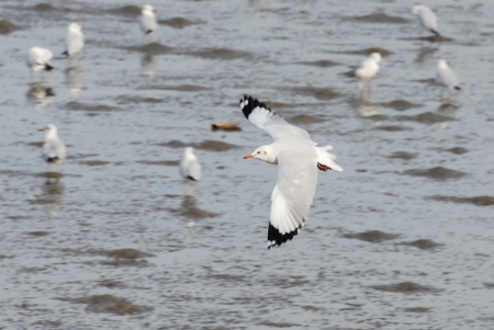 An image of a beautiful seagull in the bright sky の写真素材