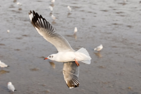 An image of a beautiful seagull in the bright sky の写真素材