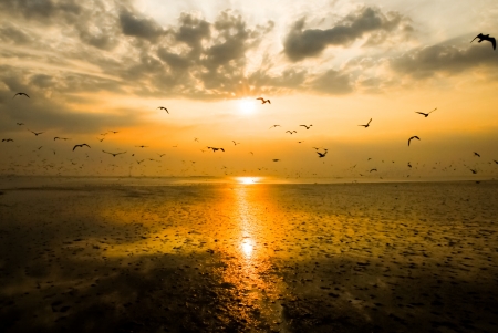 An image of a beautiful seagull in the bright sky の写真素材