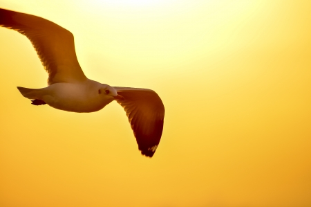 An image of a beautiful seagull in the bright sky の写真素材