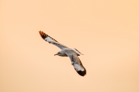 An image of a beautiful seagull in the bright sky の写真素材