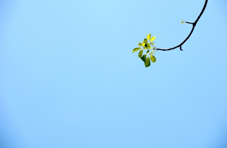 Green leaves against the sky 