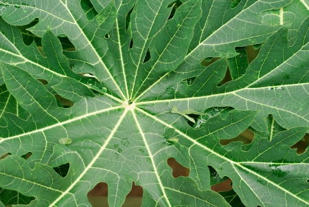 Leaf of papaya treeの写真素材
