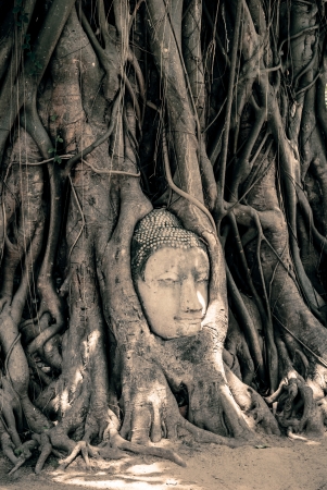 Buddha Head Surrounded by Rootsの写真素材