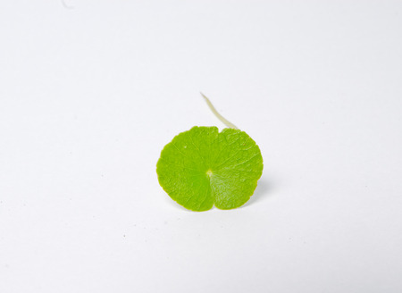 Asiatic Pennywort (Centella asiatica (Linn.) Urban.)の写真素材