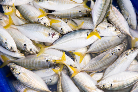 An assortment of pretty and extremely fresh fish at a fishmongerの写真素材