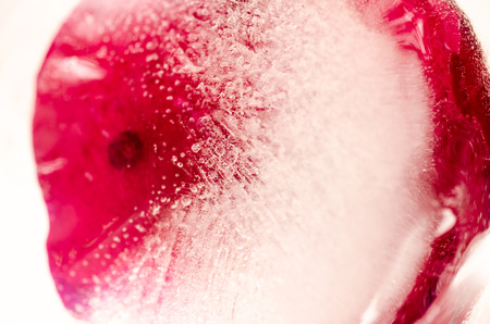 Frozen red rose in white frostの写真素材