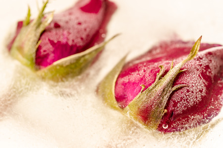Frozen red rose in white frostの写真素材