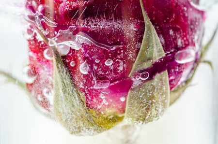 Frozen red rose in white frostの写真素材