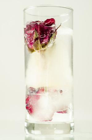 Frozen red rose in white frostの写真素材