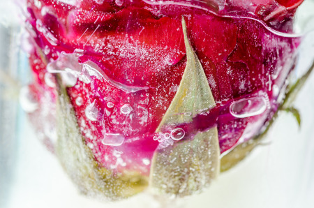 Frozen red rose in white frostの写真素材