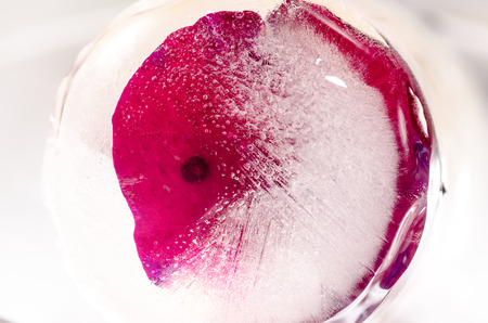 Frozen red rose in white frostの写真素材