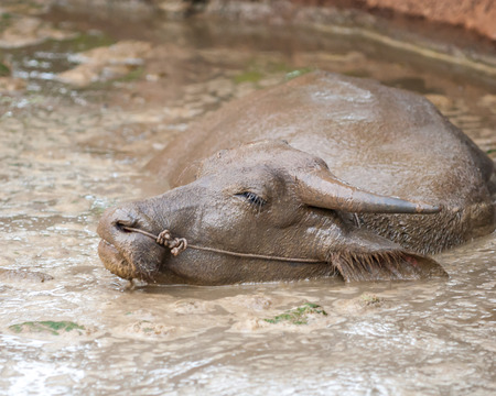 Asian buffalo in muddy waterの写真素材