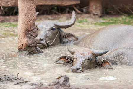 Asian buffalo in muddy waterの写真素材
