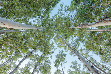 Eucalyptus tree against skyの写真素材