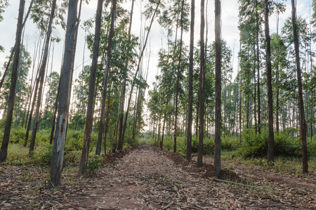 Eucalyptus tree against skyの写真素材