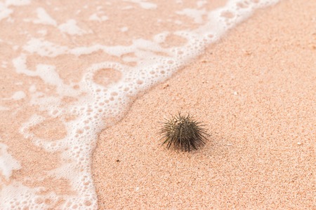 Urchin macro photography, Close up at beach backroundの写真素材