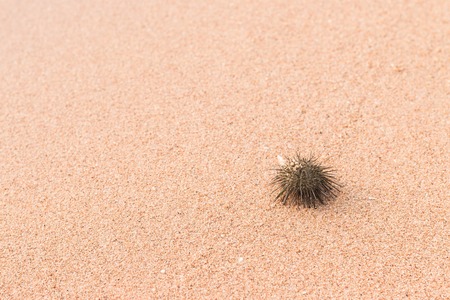 Urchin macro photography, Close up at beach backroundの写真素材