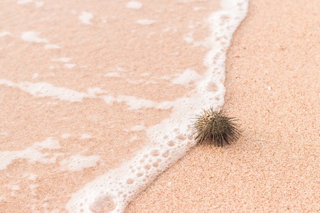 Urchin macro photography, Close up at beach backroundの写真素材