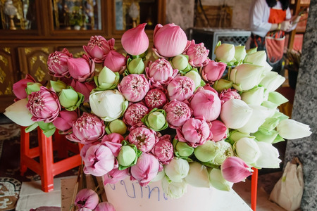 Lotus flower and Lotus flower plantsの写真素材